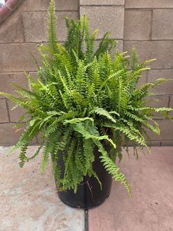 Big fern Plant