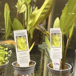 Live Aquarium Plants