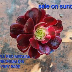 SUCCULENT SALE ANEONIUMS This SUNDAY IN SAN LORENZO  STARTS AT 1PM