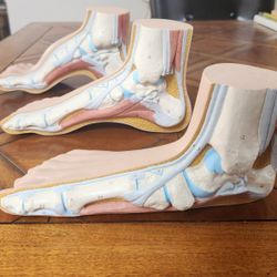 Anatomical Model: Human Foot