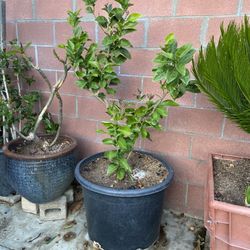 Lime Tree For Sale