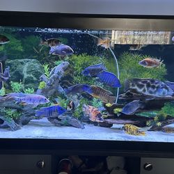 75 Gallon Fish Tank + Extras 