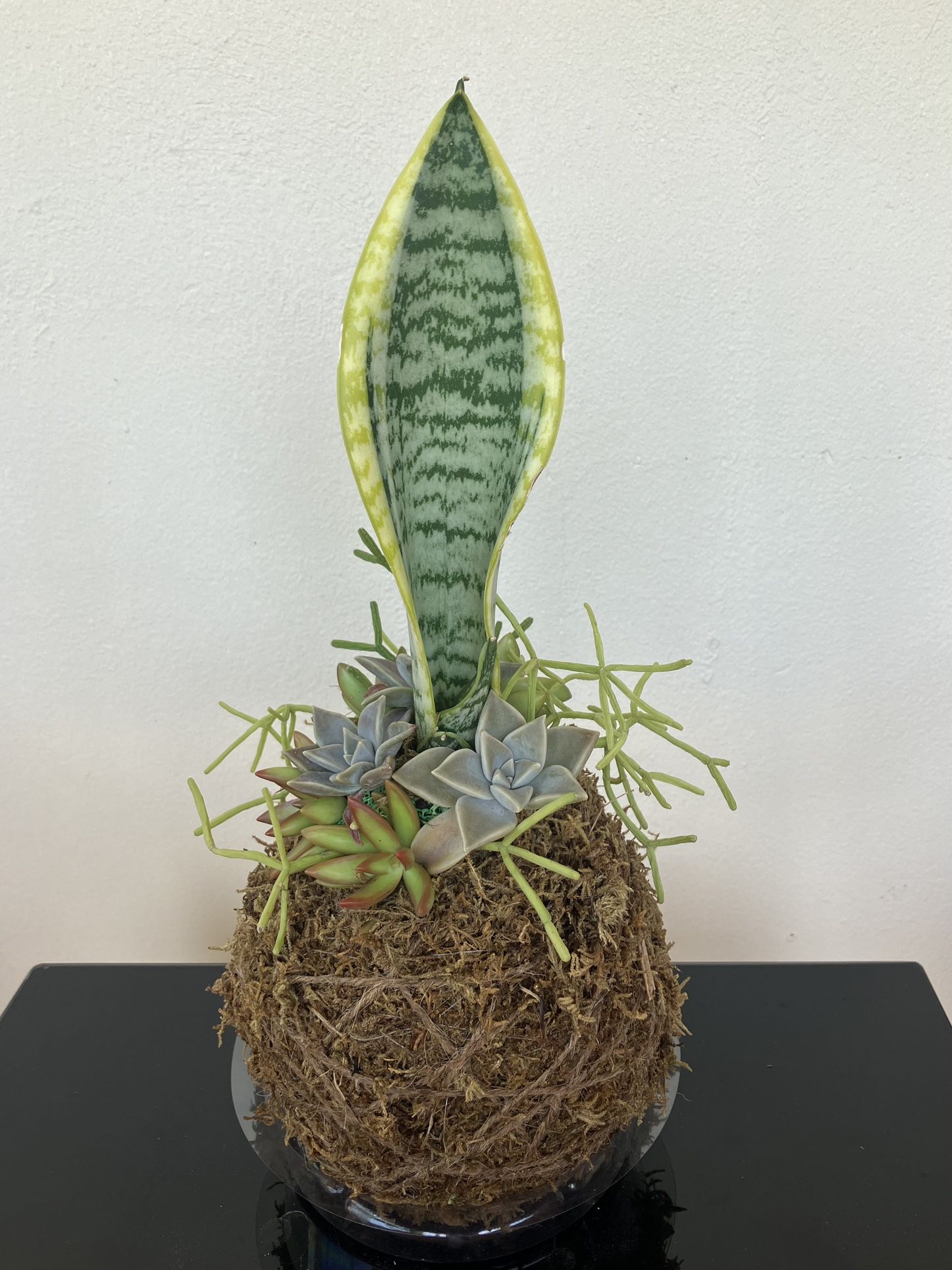 Plant Ornament- Adorno De Planta
