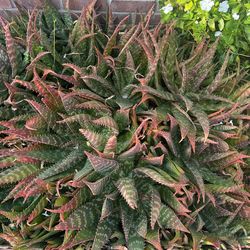 Aloe vera plants