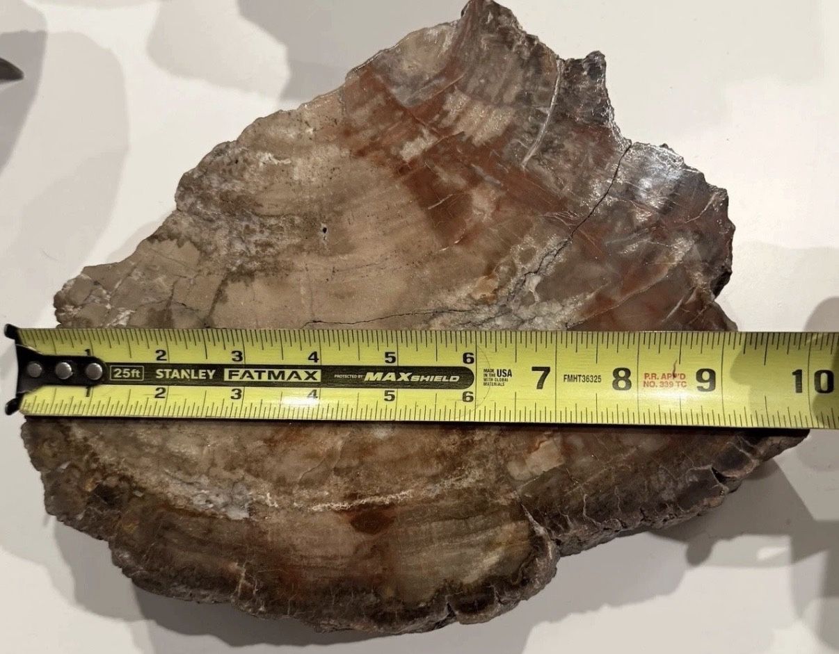 Lot of Petrified Wood Slabs and Slices