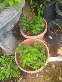 Plantita De Yervabuena