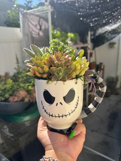 Jack Skellington Mug Succulent Arrangement