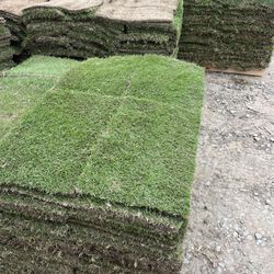 Grass Sod For Sale