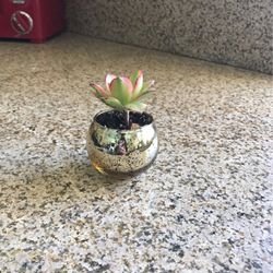 Small Succulent In Glass Vase