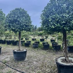 Green island Ficus Topiaries 