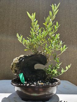 Old European Olive Bonsai Tree