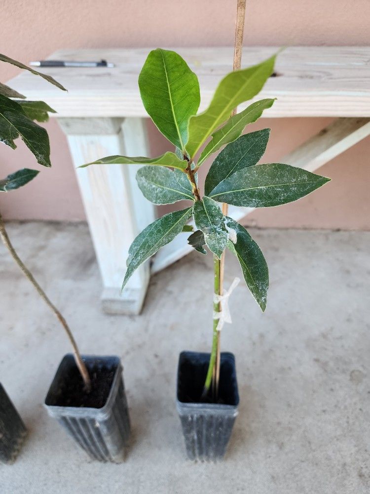 Bay Leaf Tree - Laurel Arbol - 14 Inches Tall
