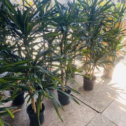 Indoor Plants 🌱 