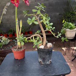  Succulent Plant/ Planta Suculenta  Jade