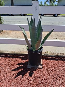 Blue Agave
