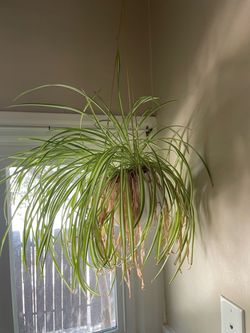 Indoor plant collection