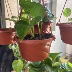 Golden Pothos Plant Live