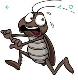 Fumigation / Fumigacion