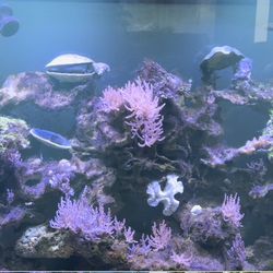 Corals from My Personal Tank for Cheaper Prices