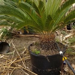 All Types Of Palms For Sale!