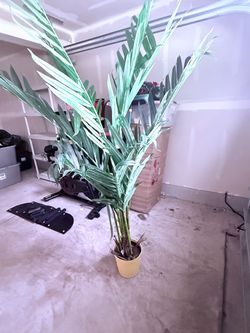 Moving sale- decorative plants