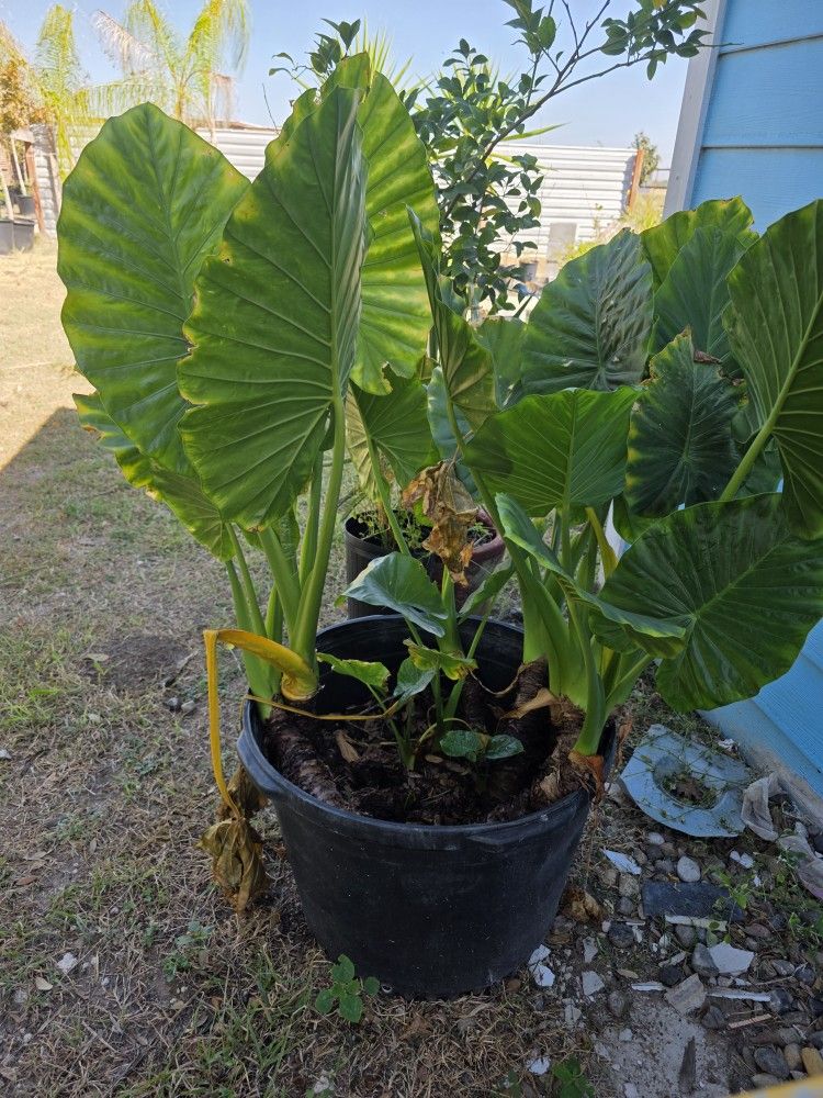 Elephant Ear 30gallons