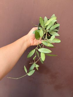 4” xl Hoya silver lady