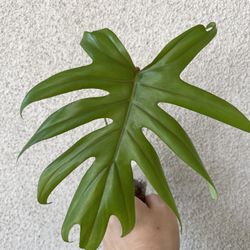 Beautiful Philodendron Mayoi Top Plant CUTTING - Roots Are Active