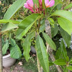 Plumeria35/guayaba/guamúchil/ceibaand Others
