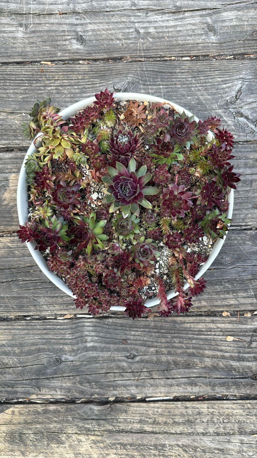 Hens And Chicks 10 Inch Ceramic Pot