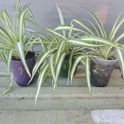 Spider Plants