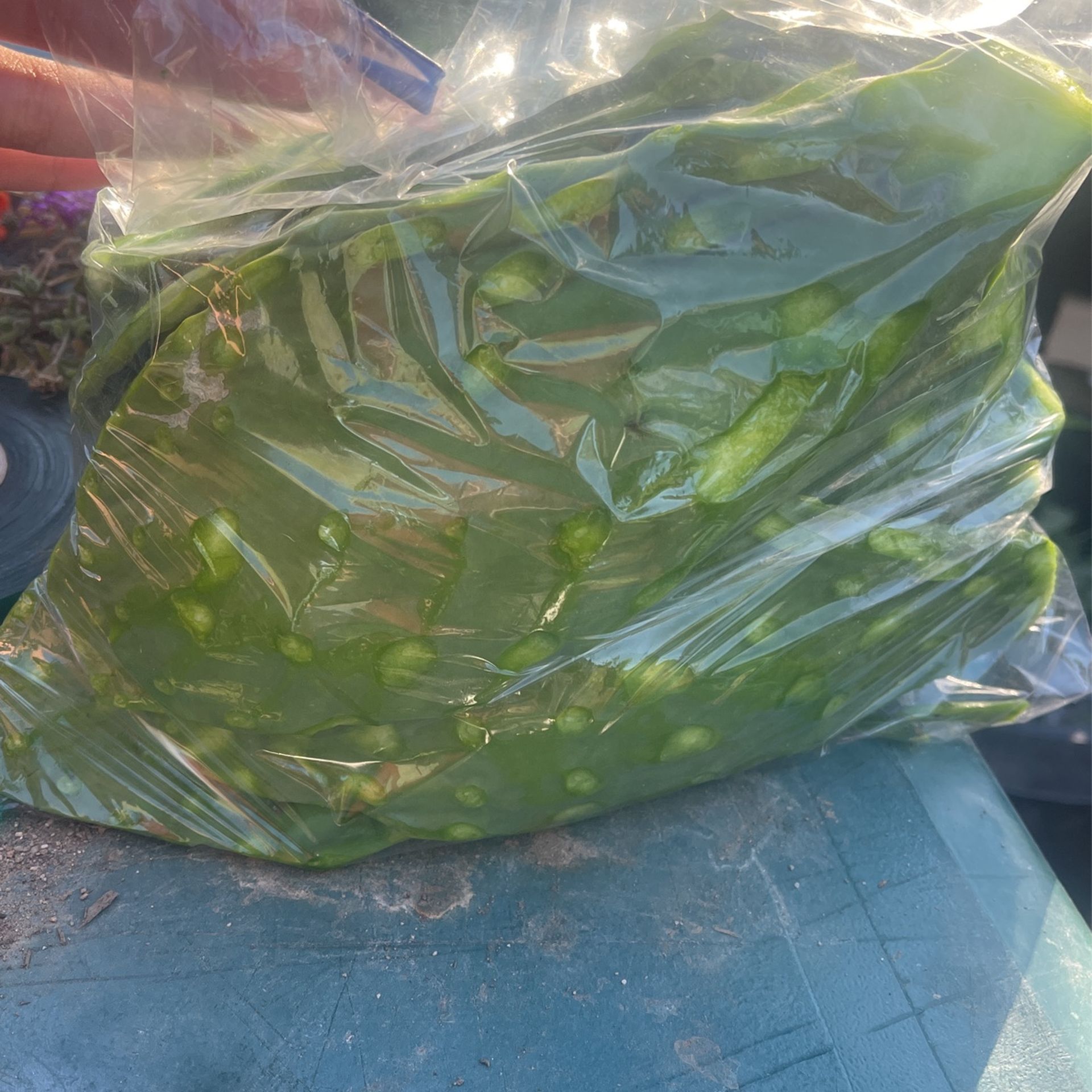 Nopales Frescos