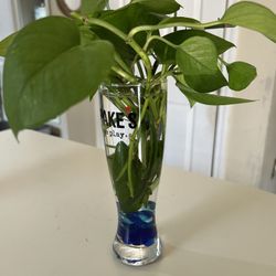 Vaza With Natural Plant 