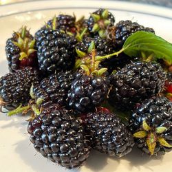 Florida Blackberry Plants - In Pots (Dewberry)