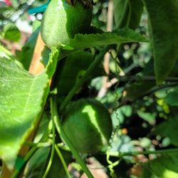 Fredrick Passion Fruit