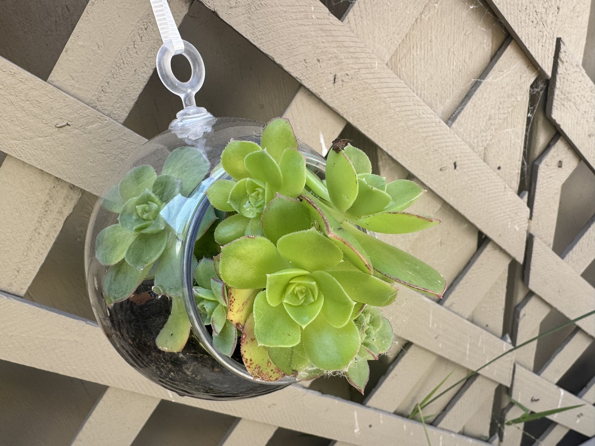Terrarium With a Succulents