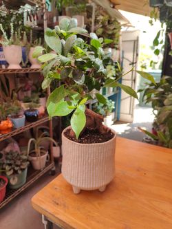 Ginseng Ficus Bonsai Tree