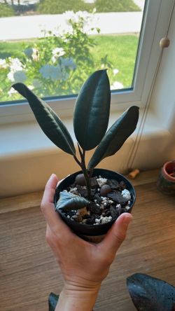 Ficus Elástica 4”