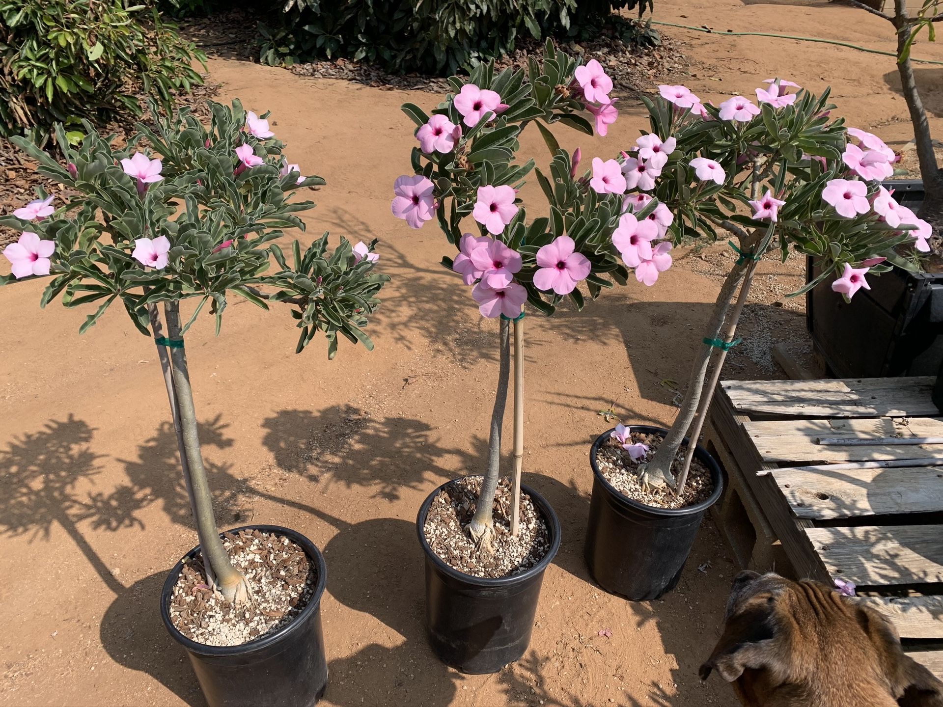 Desert Rose - Adenium obesum