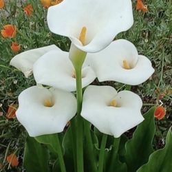 4 Inch Pot Succulent Plant - WhiteCalla Lily - Zantedeschia Aethiopica - Rooted & Established - Drought Resistant - 