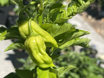 Chocolate Ghost Pepper Plant Fruiting
