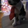 Milo