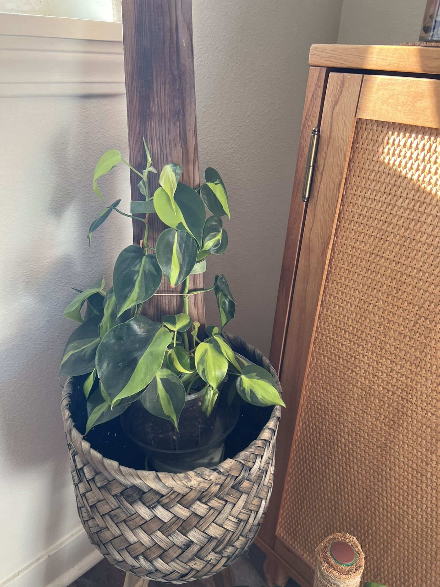 Philodendron Brazil Plant