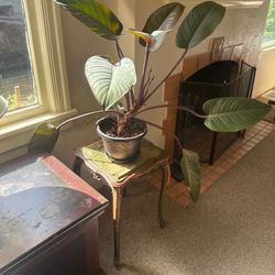 Indoor Large Plant