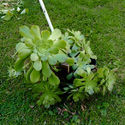 Planta en buen estado