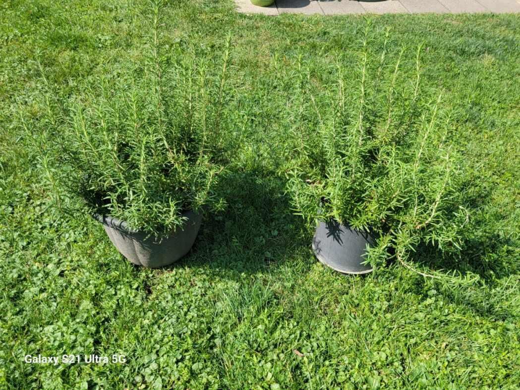 Rosemary Herb Plant