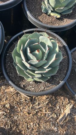Agave Parry Truncata 15g