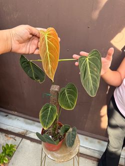 6” Philodendron Melano