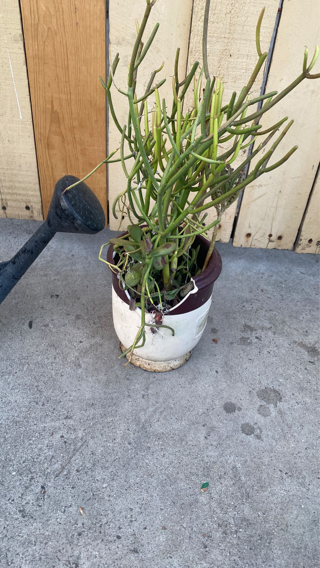Plant