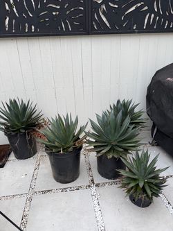 5 Blue Glow Agaves for sale!!! Huge value!